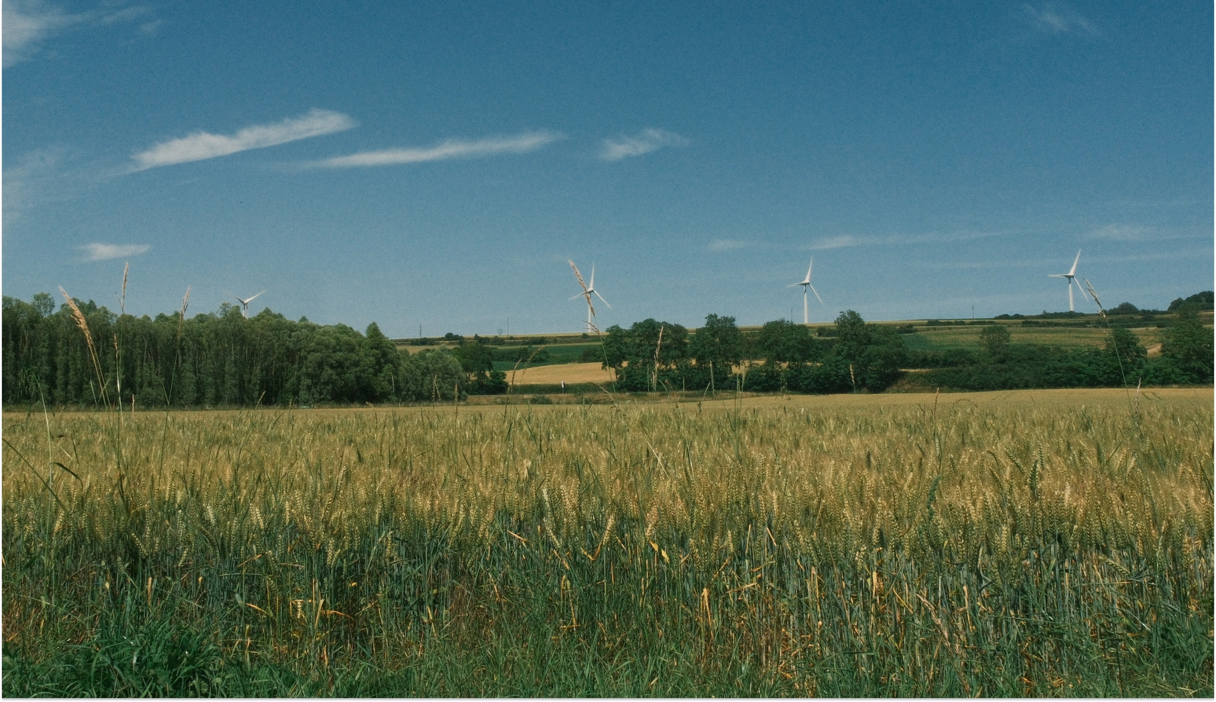 Champ de blé avec éoliennes à l'horizon sous un ciel bleu