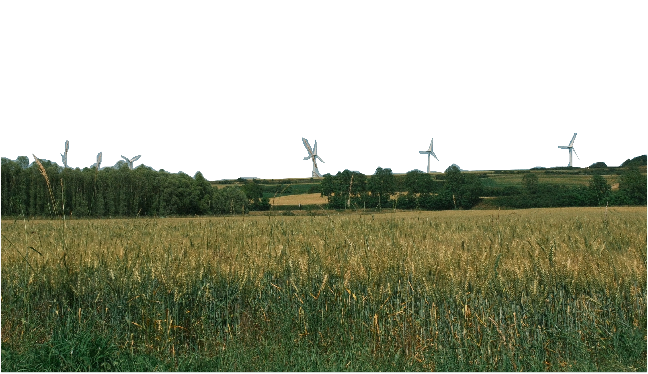 Champ de blé avec éoliennes à l'horizon